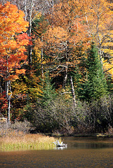 Autumn foliage