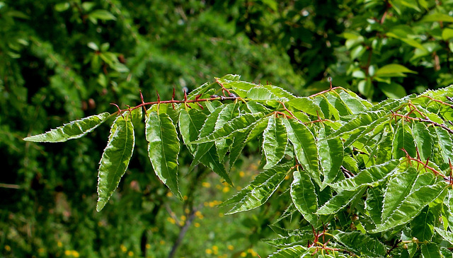 Zelkova variegata