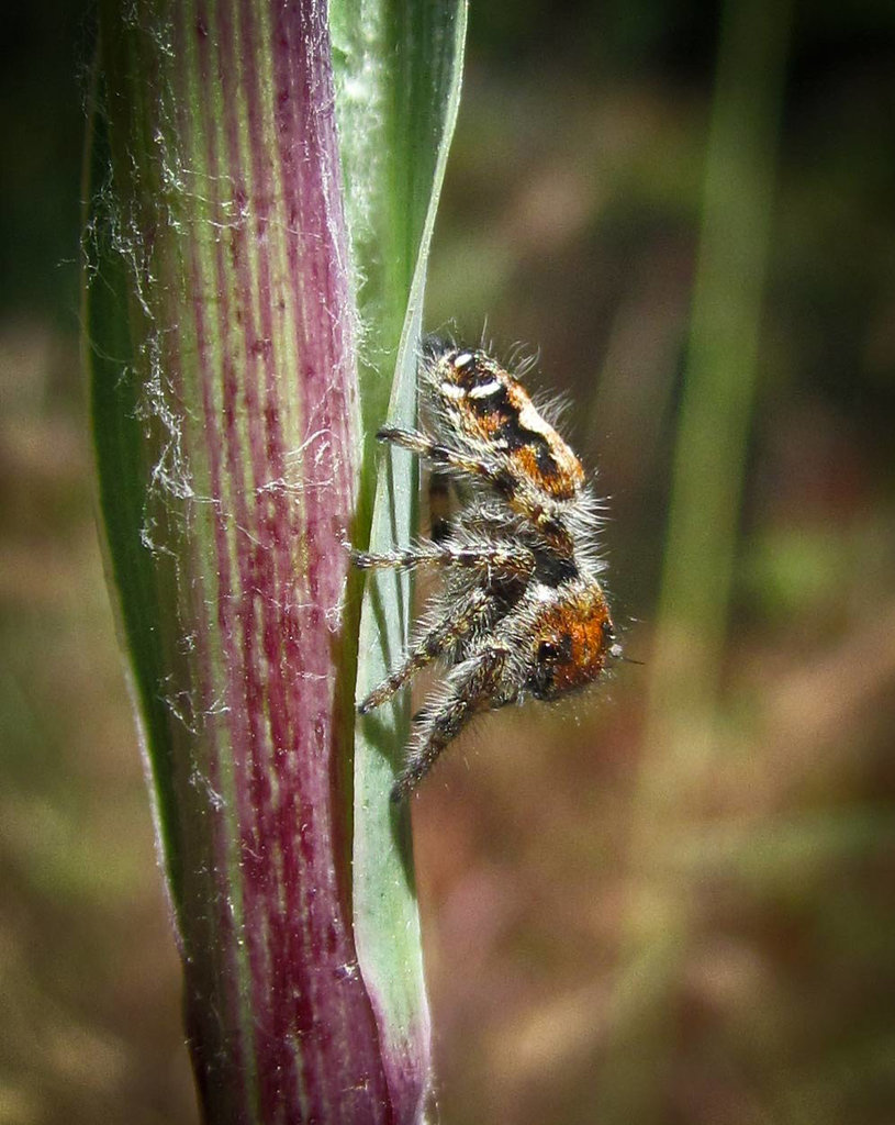 Jumping Spider