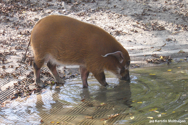 Pinselohrschwein (Hellabrunn)