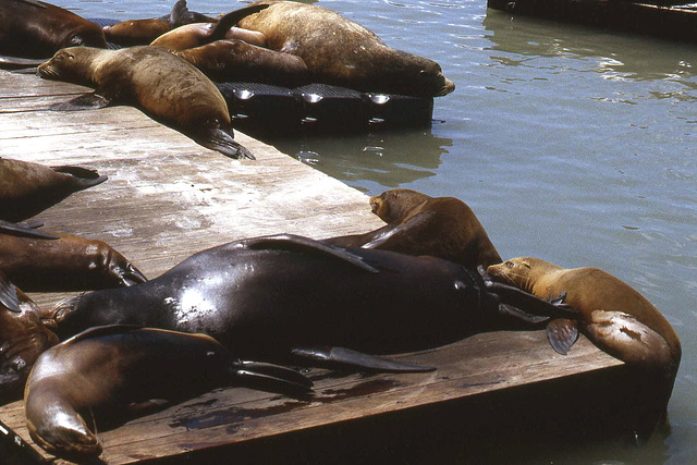 Basking Sea Lions