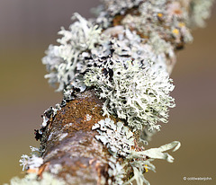 Lichens growing on orchard apple tree