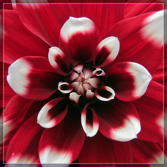 Red & White Dahlia: In Your Face
