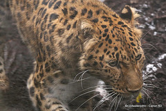 Amur Leopard