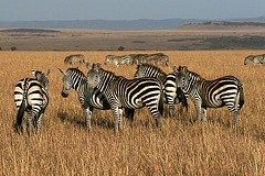 Zebras in the Mara