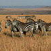 Zebras in the Mara