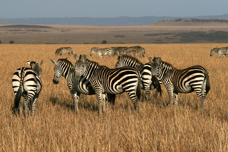 Zebras in the Mara