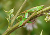 Long-Winged Conehead -Pair