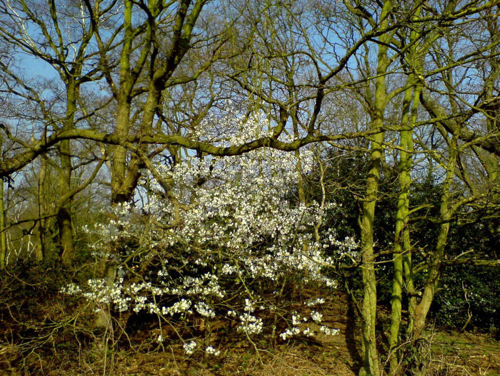 Flowering tree