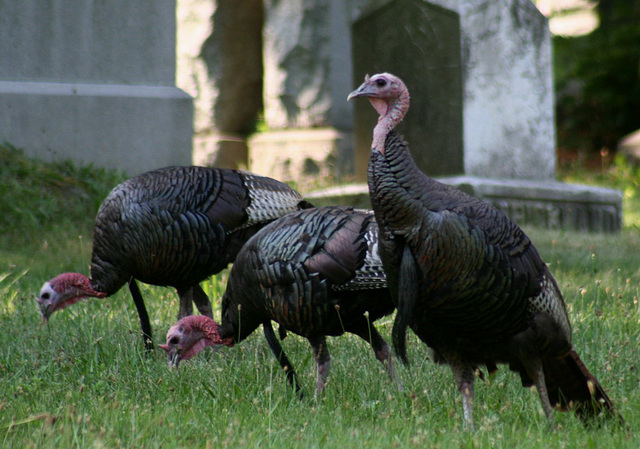 Turkeys