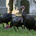 Turkeys