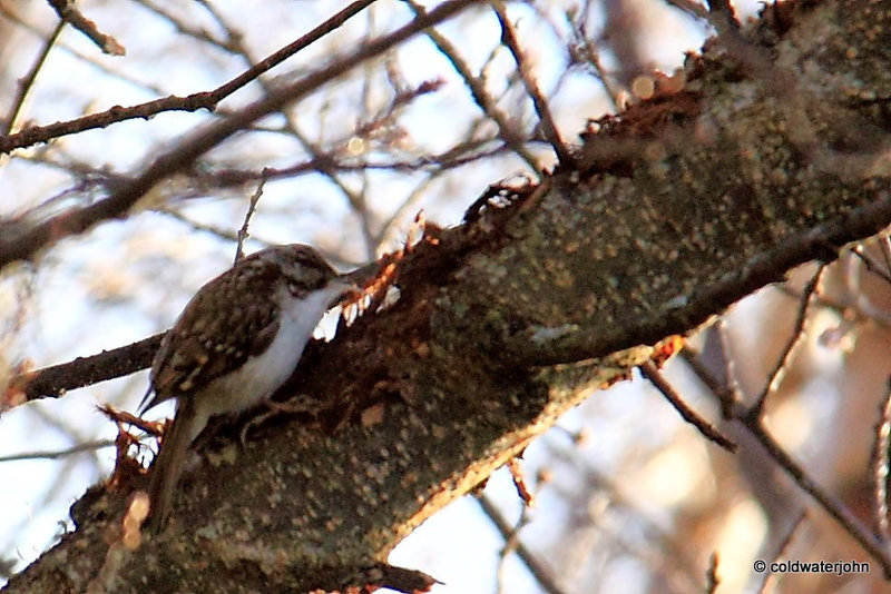 Certhia Familiaris