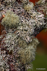 Lichens growing on orchard apple trees