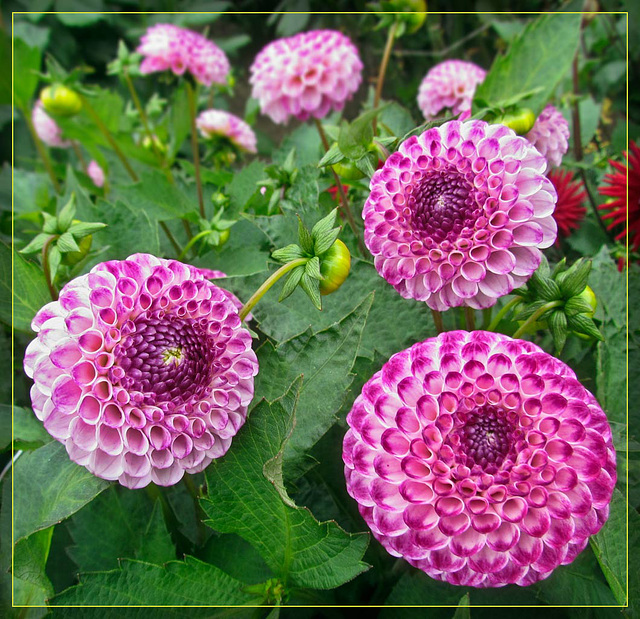 Trio of Pink Dahlias