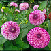 Trio of Pink Dahlias