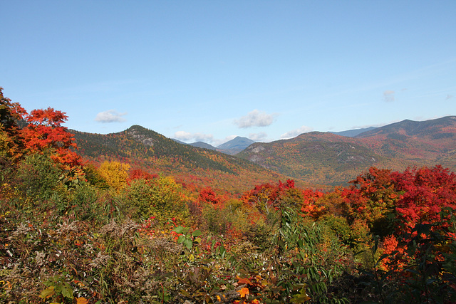 Autumn reds