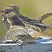 Baby Finch Riot