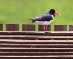 Oystercatcher on sentry post duty, waiting to exchange nest-sitting duties with its partner.