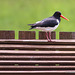 Oystercatcher on sentry post duty, waiting to exchange nest-sitting duties with its partner.