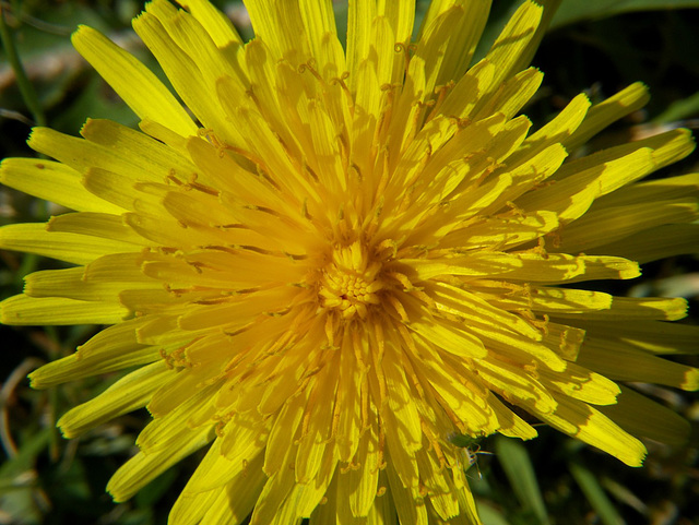 Dandelion