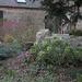 March colours in the courtyard garden