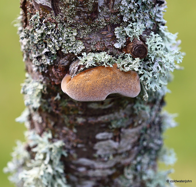 Fungi and lichens growing on orchard plum tree - growth is on an excised branch junction with the trunk.