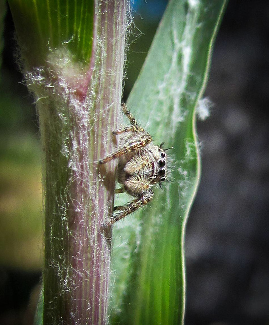 Jumping Spider