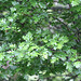 Hawthorn finally in leaf