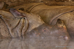 Rhino having a hot bath