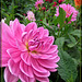 Perfectly Pink Dahlia