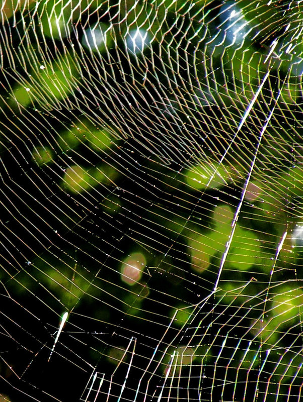 Web 012