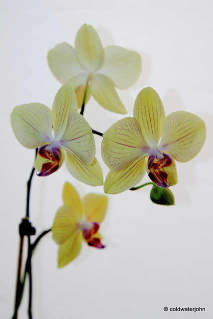 Orchid in flower