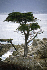 Lone Cypress