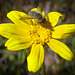 Bee Fly (genus Conophorus) on Yellow Flower