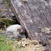 Ferret in Residence under the dock