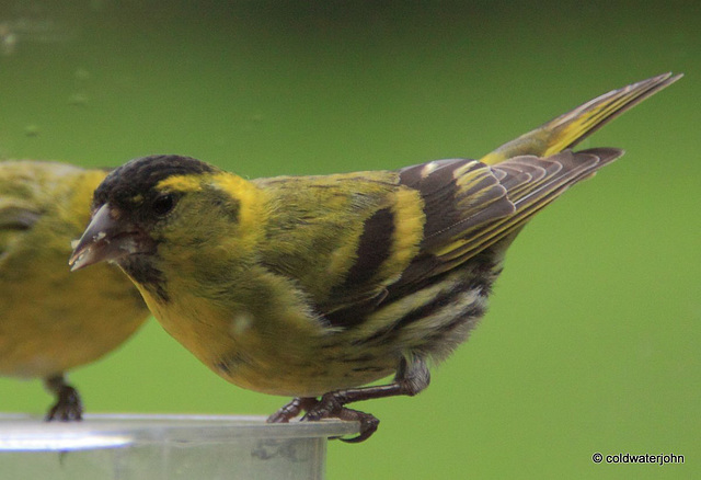 Siskin at breakfast Siskin at breakfast