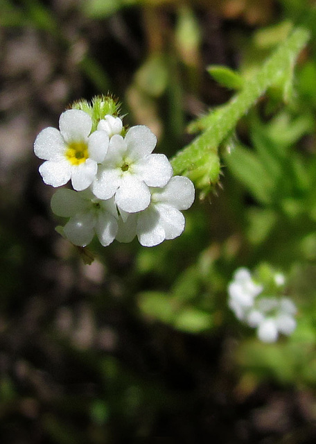 miniwhitebouquet2