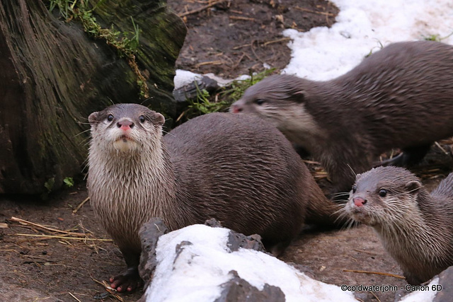 Otter family out in the snow