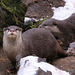 Otter family out in the snow
