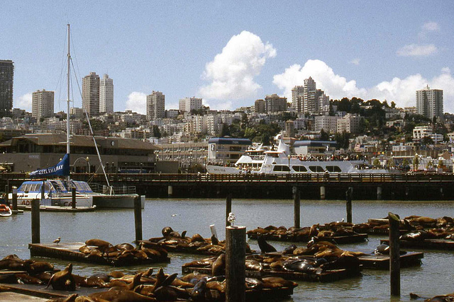 San Francisco Skyline From Pier 39