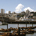 San Francisco Skyline From Pier 39