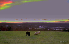 Friends Black sheep at sunset 4297559108 o