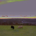 Friends Black sheep at sunset 4297559108 o