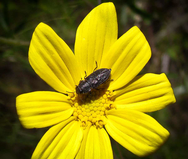 Buggy on Yellow Flower