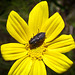 Buggy on Yellow Flower