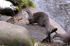 Otters