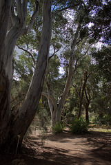 Eucalyptus forest at Boyce Thompson Arboretum