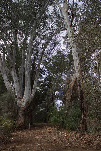 Eucalyptus forest at Boyce Thompson Arboretum