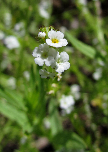 miniwhitebouquet3