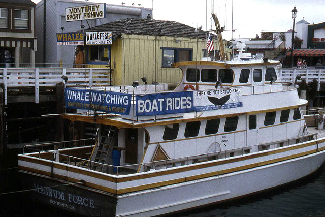 Whale Watching Boat Rides